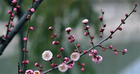 梅花寓意|梅花有哪些花语与象征寓意？传承千年的悠远与坚韧